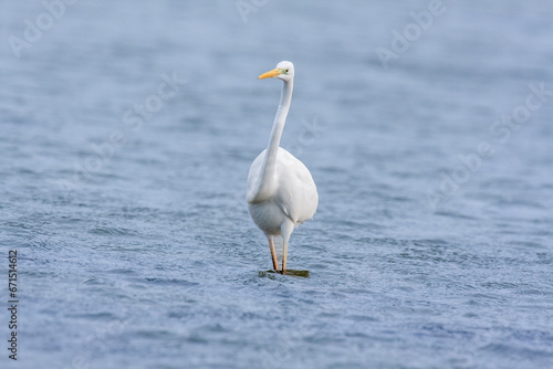 great egret, ardea alba, white heron, adult great egret, juvenile great egret, flying great egret, standing great egret, hunting great egret, flying birds, birds flying, birds soaring, birds gliding, 