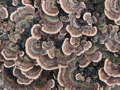 the tree mushroom Trametes versicolor image-filling as a beautiful pattern photo