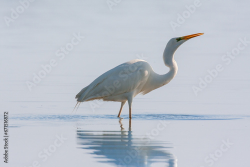 great egret, ardea alba, white heron, adult great egret, juvenile great egret, flying great egret, standing great egret, hunting great egret, flying birds, birds flying, birds soaring, birds gliding, 