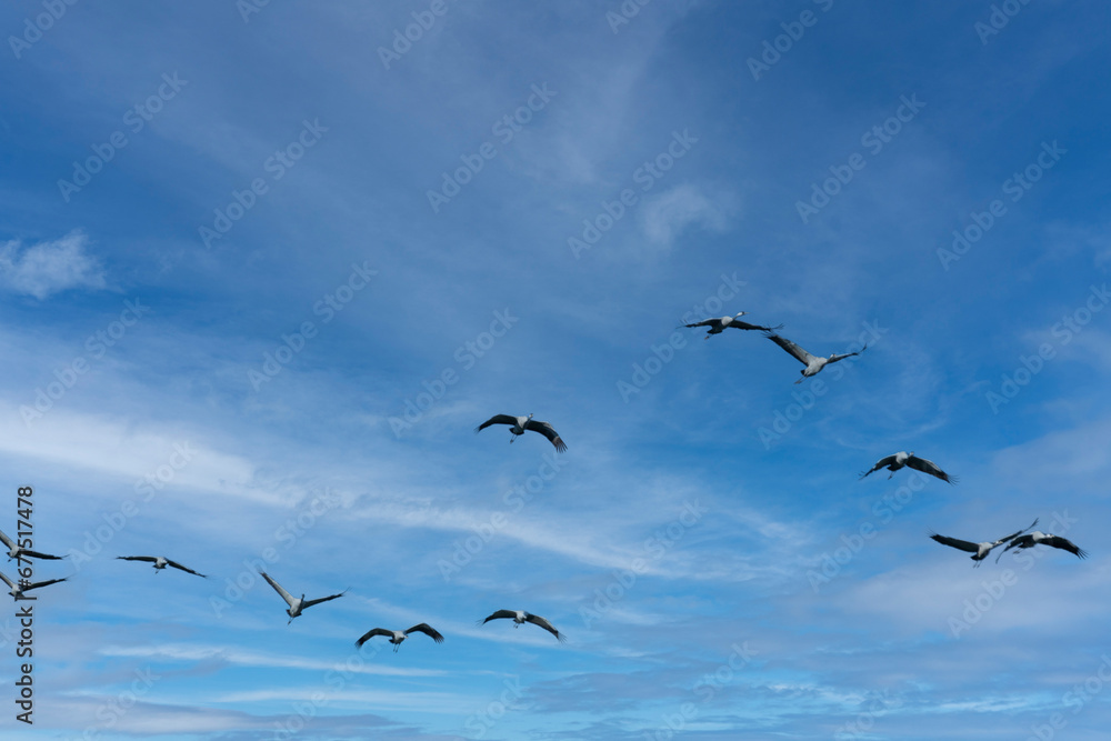 Fototapeta premium Flock of migrating Grey herons in the sky