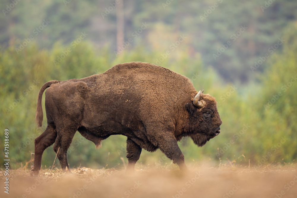 Fototapeta premium European bison - Bison bonasus in the Knyszyńska Forest (Poland)