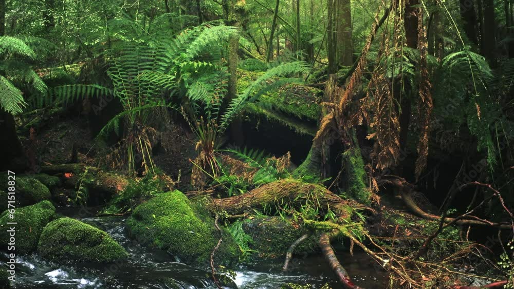 River in rainforest of Australia. Australian green nature River in rainforest of Australia. Australian green nature