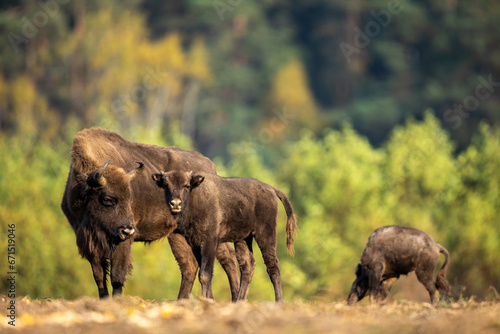 European bison - Bison bonasus in the Knyszy  ska Forest  Poland 