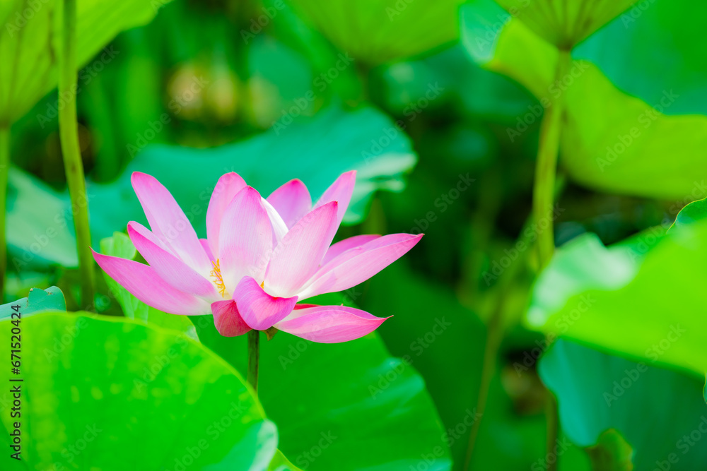 Lotus blooming in summer, in northern China Lotus blooming in summer, in northern China