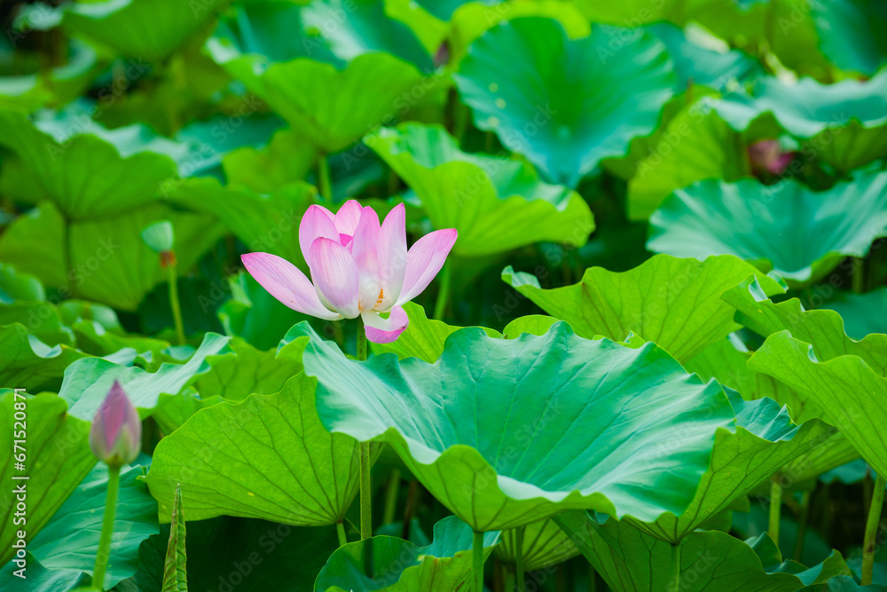 Lotus blooming in summer, in northern China Lotus blooming in summer, in northern China