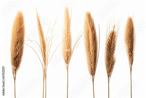 Three tall dry plants with cattail in the foreground, isolated on a white background. Generative AI