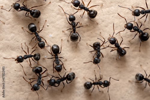 Macro photo of group of black ants on the wall. photo