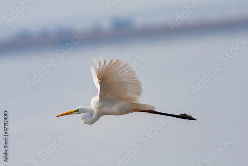 great egret, ardea alba, white heron, adult great egret, juvenile great egret, flying great egret, standing great egret, hunting great egret, flying birds, birds flying, birds soaring, birds gliding, 