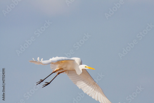 great egret, ardea alba, white heron, adult great egret, juvenile great egret, flying great egret, standing great egret, hunting great egret, flying birds, birds flying, birds soaring, birds gliding, 