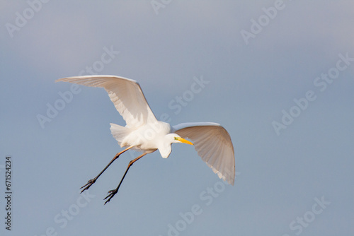 great egret, ardea alba, white heron, adult great egret, juvenile great egret, flying great egret, standing great egret, hunting great egret, flying birds, birds flying, birds soaring, birds gliding, 