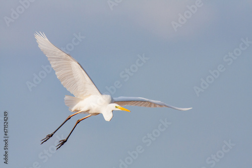 great egret, ardea alba, white heron, adult great egret, juvenile great egret, flying great egret, standing great egret, hunting great egret, flying birds, birds flying, birds soaring, birds gliding, 