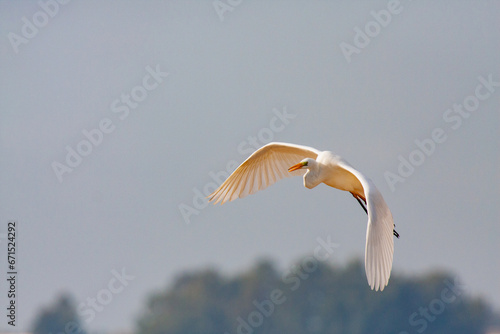 great egret, ardea alba, white heron, adult great egret, juvenile great egret, flying great egret, standing great egret, hunting great egret, flying birds, birds flying, birds soaring, birds gliding, 