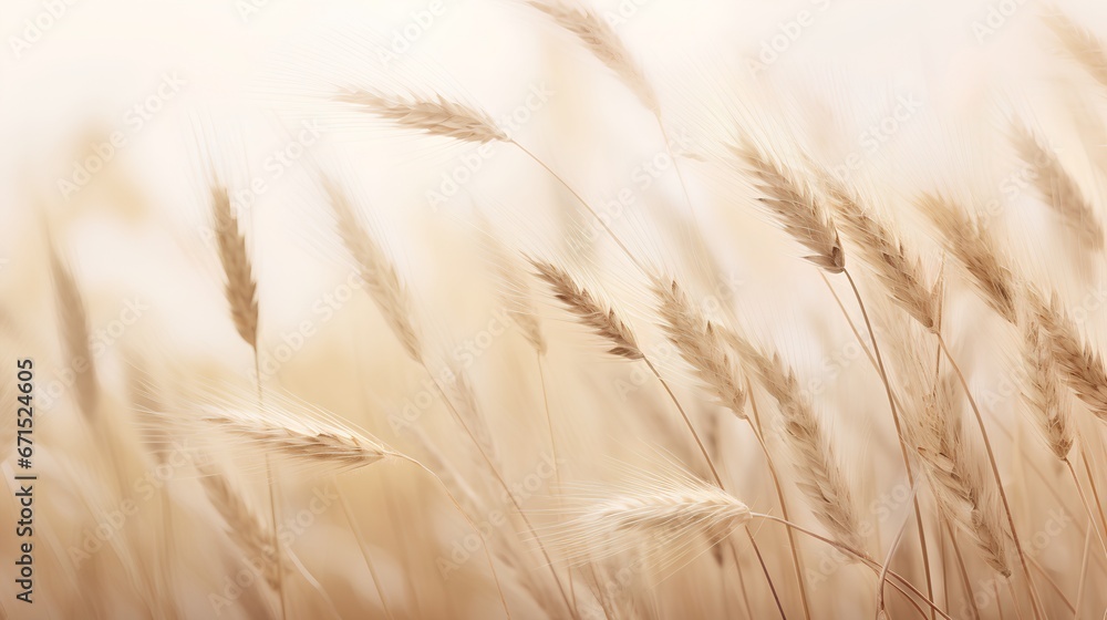 Tranquil beauty of soft wheat grasses in calming beige hues. Neutral tones and minimalist aesthetic serene background. The crop grass with natural elegance and simplicity. - obrazy, fototapety, plakaty 