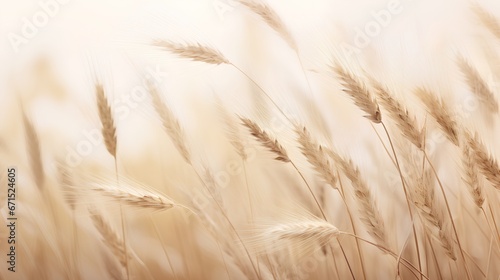 Tranquil beauty of soft wheat grasses in calming beige hues. Neutral tones and minimalist aesthetic serene background. The crop grass with natural elegance and simplicity. photo