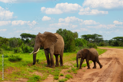 Big elephant crossing the brown sand road in bush