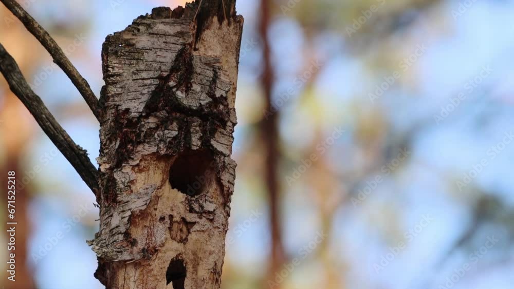 A Great female spotted woodpecker cleans its hollow in the dry birch tree and flies towards the camera lens. A Great female spotted woodpecker cleans its hollow in the dry birch tree and flies towards the camera lens.