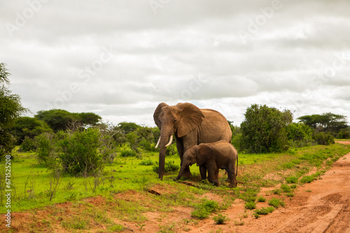 Big elephant crossing the brown sand road in bush