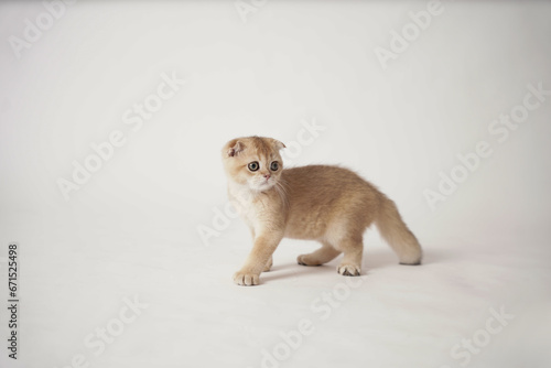 One blonde Scottish fold kitten standing on a white background. A brown and white kitten standing with blue eyes. © Rotana