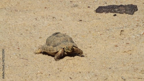 Egyptian Tortoise (Testudo kleinmanni) walking on sand photo