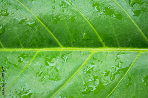 Close up background texture green leaf veins with water drops after the rain