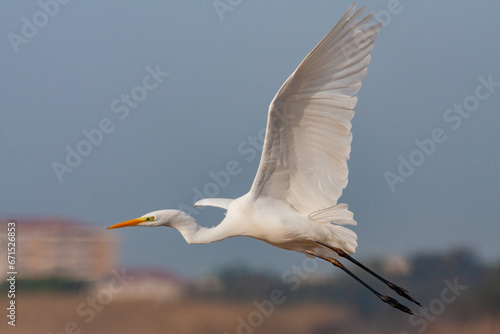 snowy egret in flight