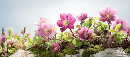 Spring blooming hellebore flowers thrive in the wild photo