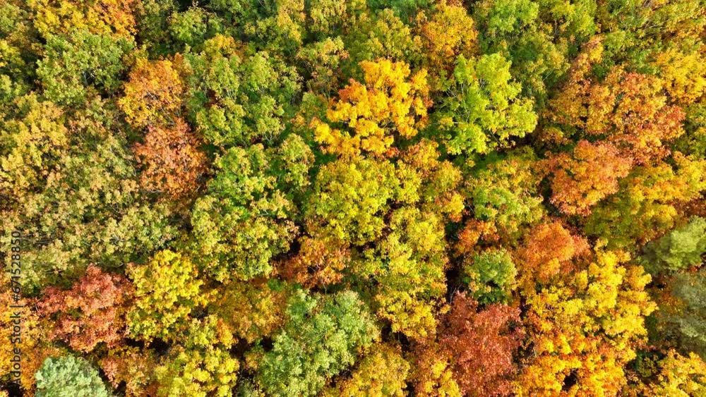 Autumn forest seen from above during a beautiful fall day with multiple colors of leaves on the trees in the Veluwe nature reserve in Gelderland. Autumn forest seen from above during a beautiful fall day with multiple colors of leaves on the trees in the Veluwe nature reserve in Gelderland.