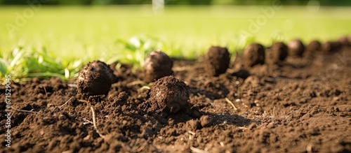 Mole hills in garden causing lawn damage in countryside photo