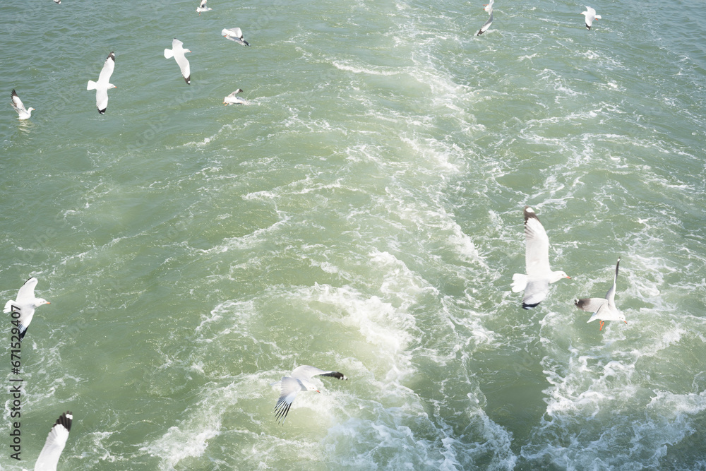 Naklejka premium group of seagulls