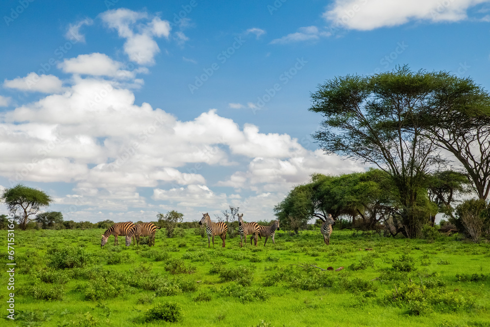 beautiful african landscape in Kenya with wild animals beautiful african landscape in Kenya with wild animals