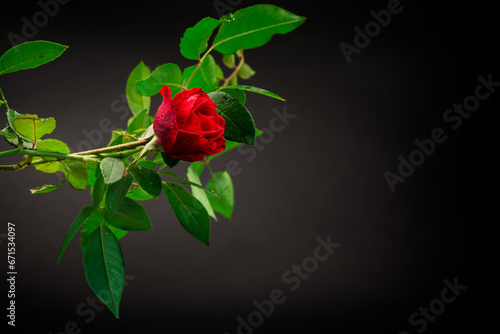 Red rose on a branch with foliage on a black background.