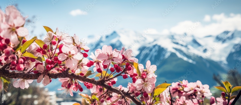 Spring in Innsbruck Austria welcomes stunning blossoms