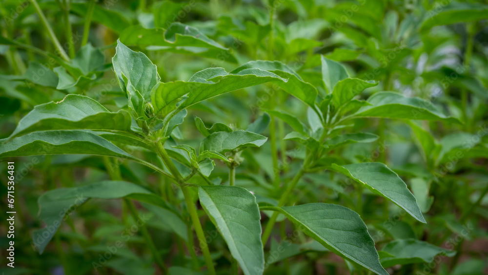 The stems, leaves, and flowers of the medicinal plant, Ocimum × citriodourum, hoary basil, have a unique, pungent aroma - obrazy, fototapety, plakaty 