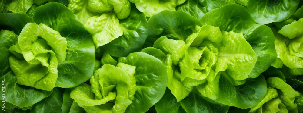 Green lettuce leaves texture background. Fresh salad seamless pattern Green lettuce leaves texture background. Fresh salad seamless pattern