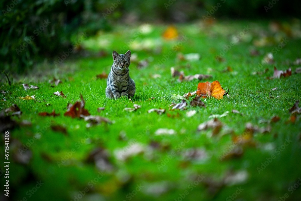 a cat is in the grass with dead leaves on it a cat is in the grass with dead leaves on it
