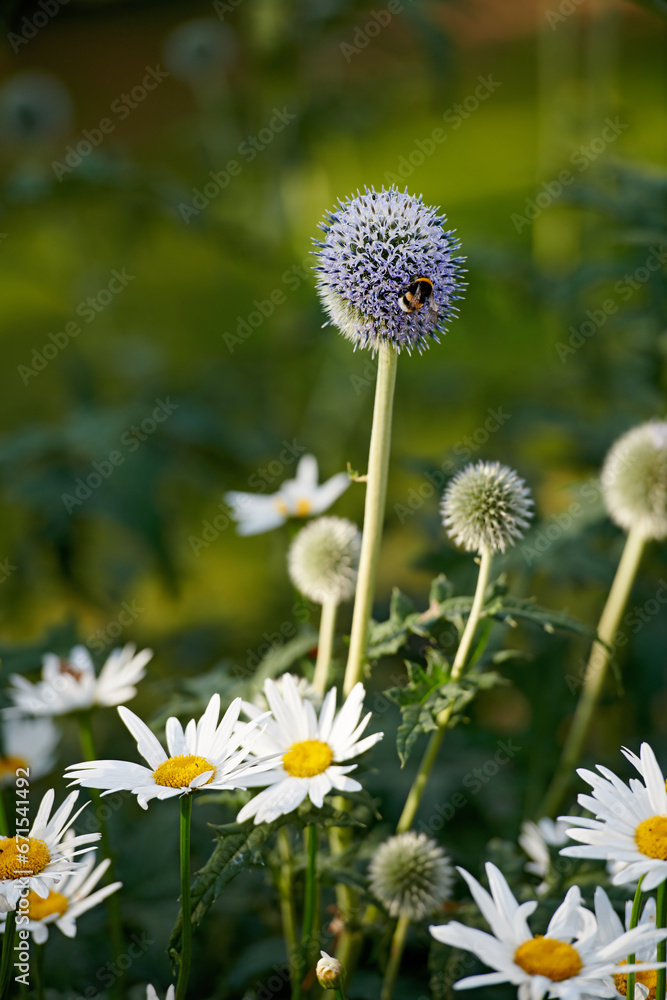 Closeup of bees pollinating Great globe thistle and Shasta daisy flower plants. Blooming in a nature garden or mountain grass field in Spring, with a blurred green scenery and background.