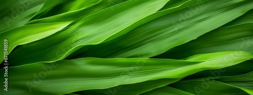 Green corn leaves macro seamless texture background.
