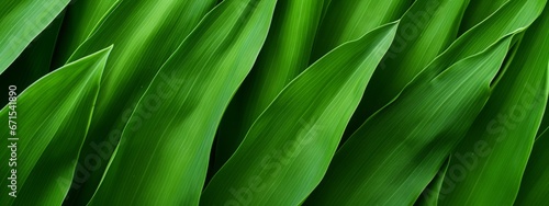 Green corn leaves macro seamless texture background.