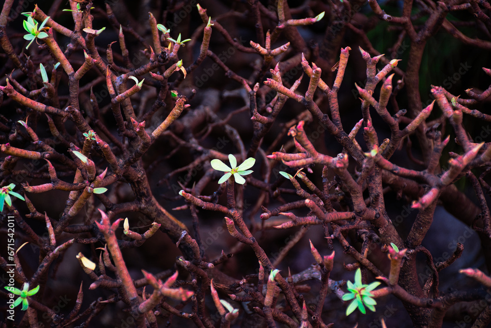 tabaibas in flower in the Red Mountain of El Medano tabaibas in flower in the Red Mountain of El Medano