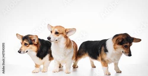 Pembroke Welsh Corgi portrait isolated on white studio background with copy space, family of three purebred dogs