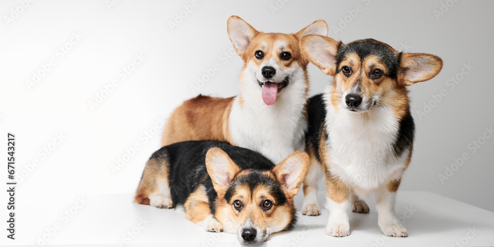 Pembroke Welsh Corgi portrait isolated on white studio background with copy space, family of three purebred dogs Pembroke Welsh Corgi portrait isolated on white studio background with copy space, family of three purebred dogs