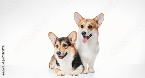 Pembroke Welsh Corgi portrait isolated on white studio background with copy space, family of two purebred dogs