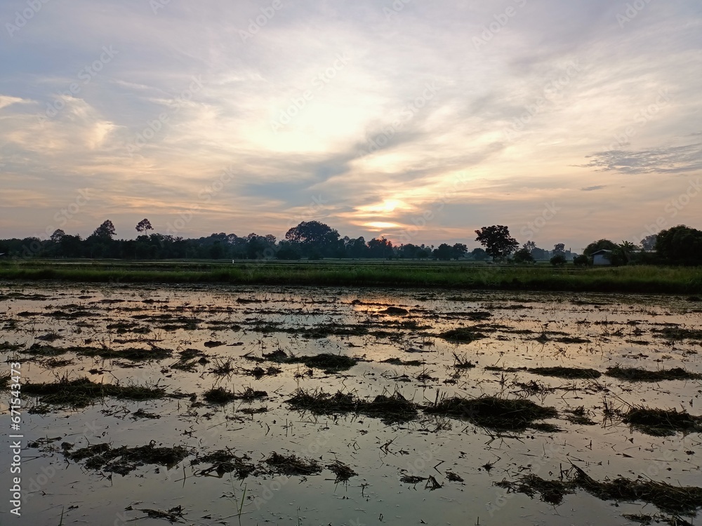 Evening scenery of the rice fields