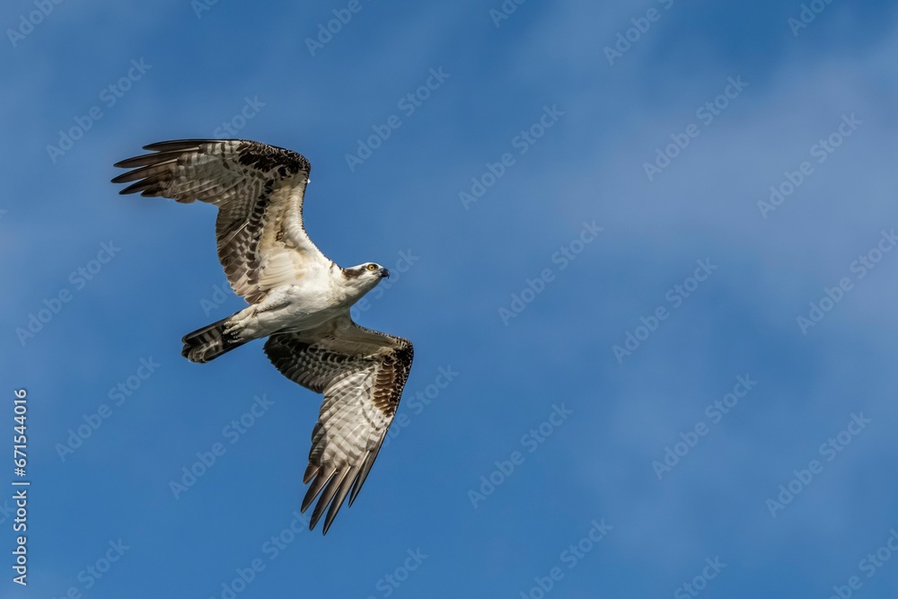 Osprey (Pandion haliaetus) gliding gracefully through a blue sky, its wings spread wide Osprey (Pandion haliaetus) gliding gracefully through a blue sky, its wings spread wide