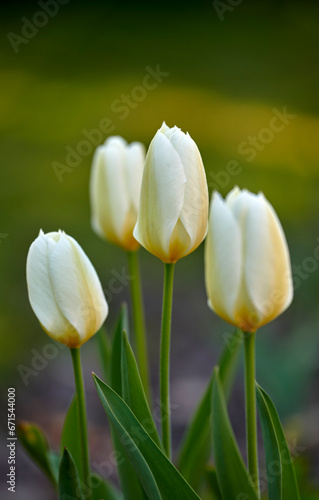 Beautiful white tulip flowers growing outside in a garden with green background for copy space. Closeup of four delicate blooms on a bulb plant in a nature park or cultivated backyard in summer.