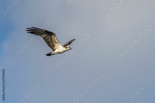 Osprey  Pandion haliaetus  gliding gracefully through a blue sky  its wings spread wide