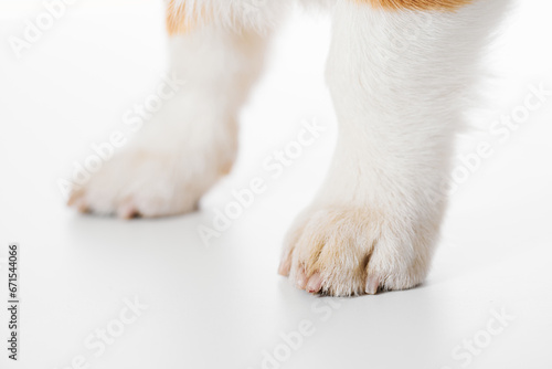 Pembroke Welsh Corgi isolated on white studio background, close-up portrait of dog paws.