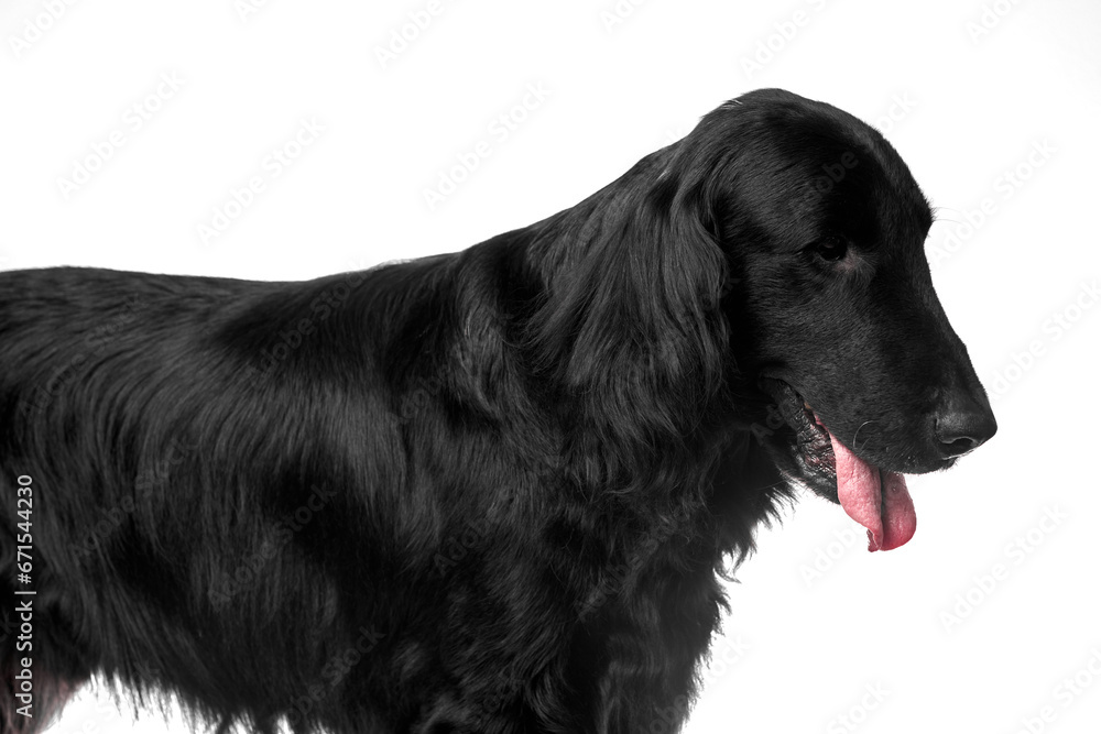Portrait of black flat-coated retriever isolated on white studio background, purebred dog Portrait of black flat-coated retriever isolated on white studio background, purebred dog