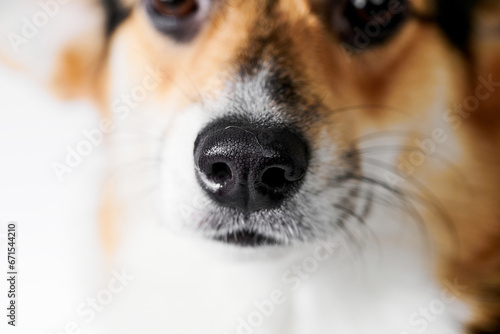 Pembroke Welsh Corgi on studio background, close-up portrait of dog muzzle