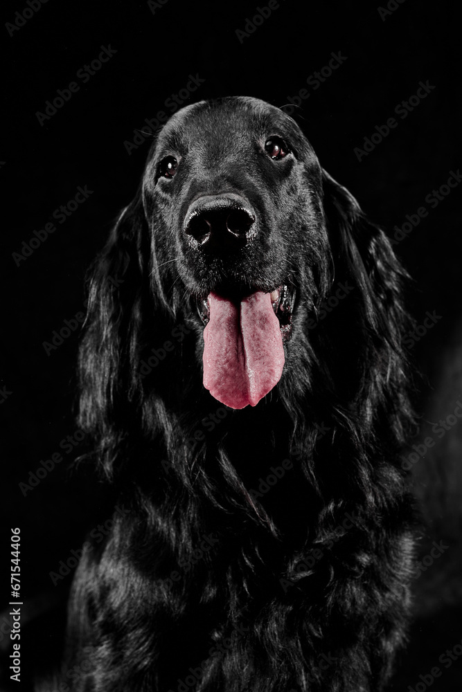 Portrait of black flat-coated retriever isolated on dark gray studio background, purebred dog